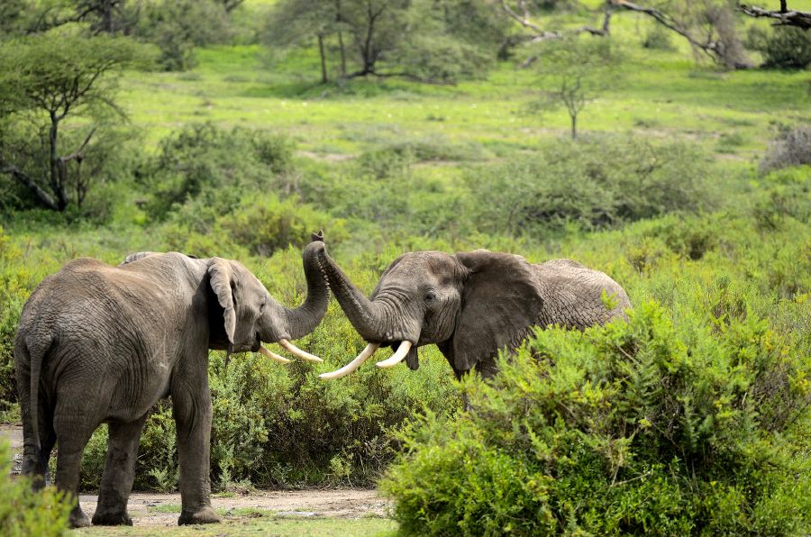 Two elephants performing a high five